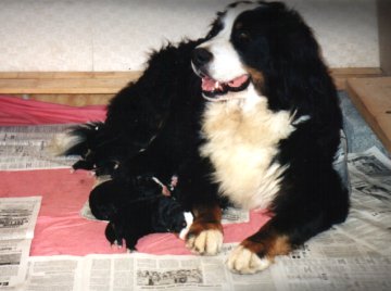 Julken et ses chiots de 3 jours